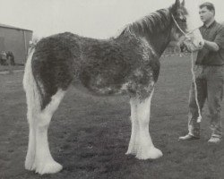 Zuchtstute Blueton Daisy (Clydesdale, 2002, von Greendykes Northern Star)