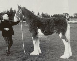 Deckhengst Boat Perfection (Clydesdale, 2002, von Millisle Perfection)