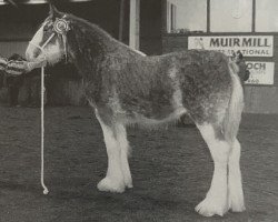 Zuchtstute Boat Legend Lady Eliza (Clydesdale, 2002, von Bonnyton Moor Ambassador)