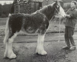 broodmare Littleward Lady Kate (Clydesdale, 2002, from Collessie Cut Above)