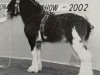 stallion Muirton Inspiration (Clydesdale, 1998, from Bratlach Inspiration)