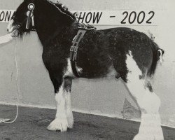 stallion Muirton Inspiration (Clydesdale, 1998, from Bratlach Inspiration)