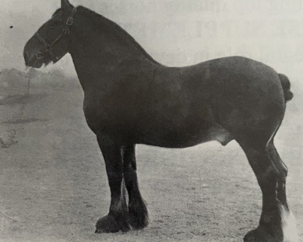 stallion Perfect Motion (Clydesdale, 1904, from Baron of Buchlyvie)