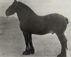 Deckhengst Perfect Motion (Clydesdale, 1904, von Baron of Buchlyvie)