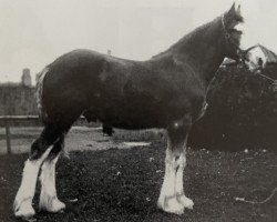 stallion Carbrook Sensation (Clydesdale, 1925, from Carbrook Buchlyvie)