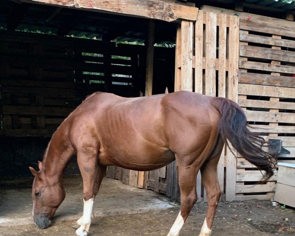 broodmare Flying Footwork (Quarter Horse, 2008)