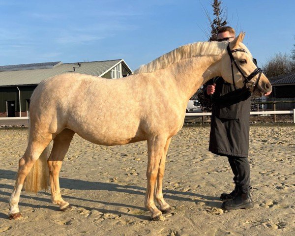 Dressurpferd Call me Barbie P (Deutsches Reitpony, 2021, von Golden West NRW)