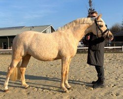 Dressurpferd Call me Barbie P (Deutsches Reitpony, 2021, von Golden West NRW)