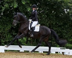 dressage horse Ferrero A (Hanoverian, 2018, from Fürstenball)