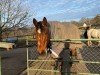 jumper Rassmus S (Trakehner, 2005, from Schneesturm)