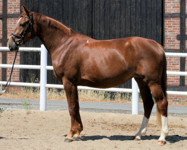 broodmare Elluisa PJ (Hanoverian, 2007, from Escudo I)