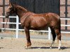 broodmare Elluisa PJ (Hanoverian, 2007, from Escudo I)