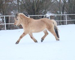 horse Benjo (Fjord Horse, 1996, from Bronco)