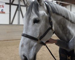 jumper Cherokee de la Grande (Zangersheide riding horse, 2019, from Cornetto du Domaine)