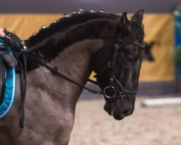 dressage horse Ebro de Biau (Pura Raza Espanola (PRE), 2015, from Despert II)