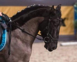 dressage horse Ebro de Biau (Pura Raza Espanola (PRE), 2015, from Despert II)