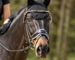 jumper Antartiko (Trakehner, 2009, from Insterpark)