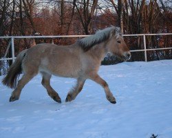 broodmare Nelina (Fjord Horse, 1993, from Fjellwin)