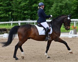 dressage horse Devie's Dream (Westphalian, 2007, from Donnerbube Junior)