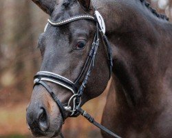 stallion Theodorakis (Trakehner, 2019, from Hibiskus)