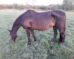 broodmare Misericordia (Holsteiner, 1997, from Calando I)