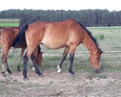 broodmare Lafee (German Sport Horse, 2011, from Landrebell)