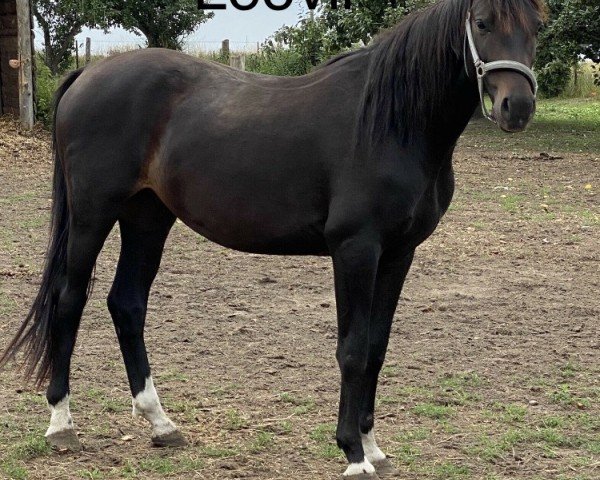 stallion Leovil (German Sport Horse, 2016, from Le Vivaldi)