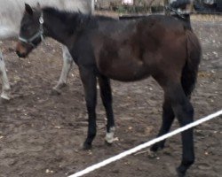 broodmare Lila La Pitufina (German Sport Horse, 2019, from Cosirit)