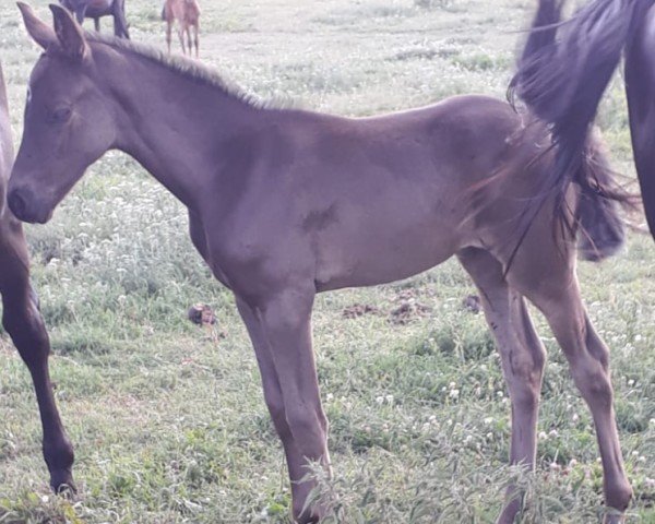 Zuchtstute Curfürstin Silwa (Deutsches Sportpferd, 2019, von Cosirit)