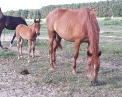 broodmare Q-Kiara (German Sport Horse, 2015, from Quinesto)