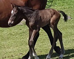 broodmare Lena Dora (German Sport Horse, 2019, from Cosirit)