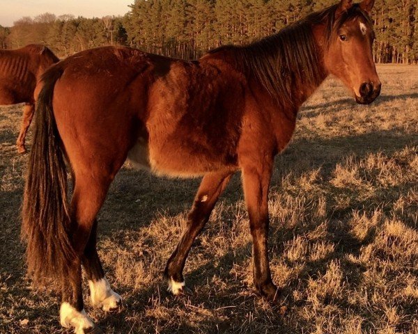 Springpferd Casallmero (Deutsches Sportpferd, 2017, von Casalljano)