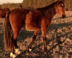 jumper Casallmero (German Sport Horse, 2017, from Casalljano)