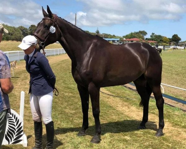 horse Caesar (New Zealand Warmblood, 2011, from Fétiche du Pas)