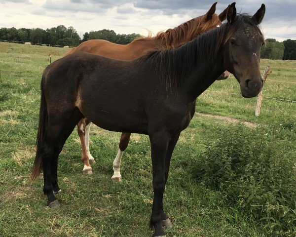 Springpferd Littlefoot (Deutsches Sportpferd, 2017, von Casalljano)