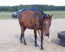 broodmare Vavorit (Holsteiner, 2005, from Quantum)