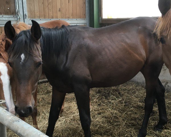 Springpferd Cosirit (Holsteiner, 2015, von Cositino)