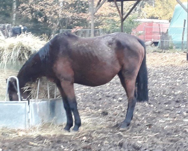 broodmare Couscous (Holsteiner, 2011, from Corolato)