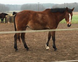 broodmare Lafee (German Sport Horse, 2011, from Landrebell)