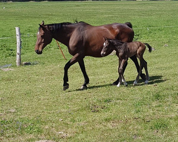 broodmare Donna Ramina (German Sport Horse, 2000, from Don Gregory)