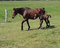 broodmare Donna Ramina (German Sport Horse, 2000, from Don Gregory)