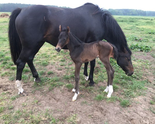 broodmare Stella (Hanoverian, 2008, from St. Moritz)