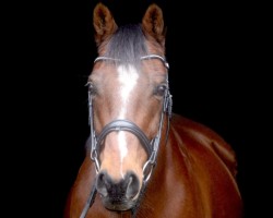 Springpferd Aswan warrior (Irish Sport Horse, 2010)