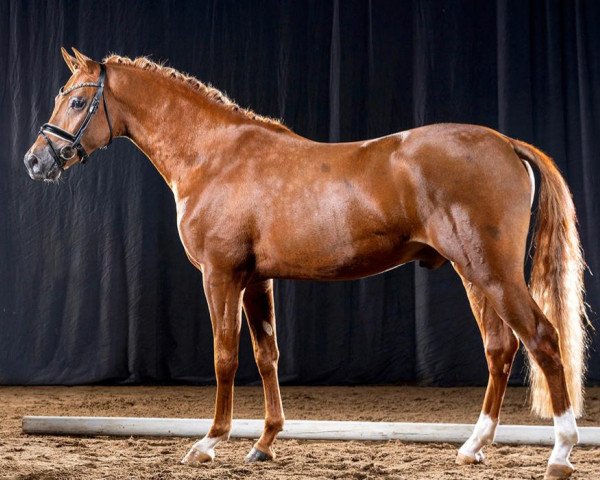 stallion Zöthens Colani (German Riding Pony, 2017, from Cosmopolitan NRW)