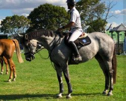 jumper Haupouri Da Vinci (New Zealand Warmblood, 2012, from Untouchable M)