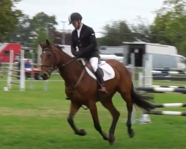 broodmare Vidal (New Zealand Warmblood, 2008, from Pezetas du Rouet)