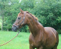 broodmare Lolle (Bavarian, 2001, from Goethe)