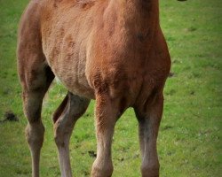 Springpferd Moonlight (Deutsches Reitpony, 2021, von Hengst von Heidbergs Nanch / FS Golden Highlight)