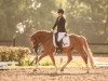 dressage horse New Balance (Rhinelander, 2017, from Fs Numero Uno)