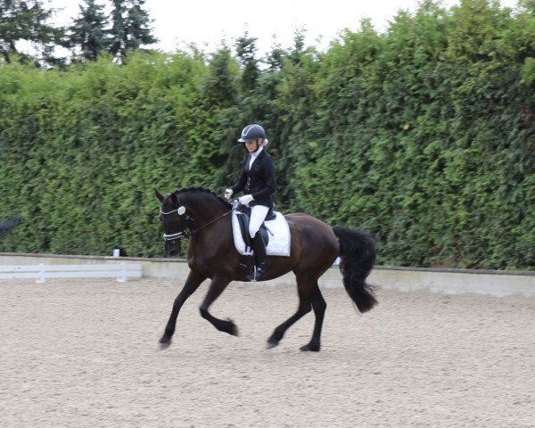 dressage horse Sheila 338 (unknown, 2006)